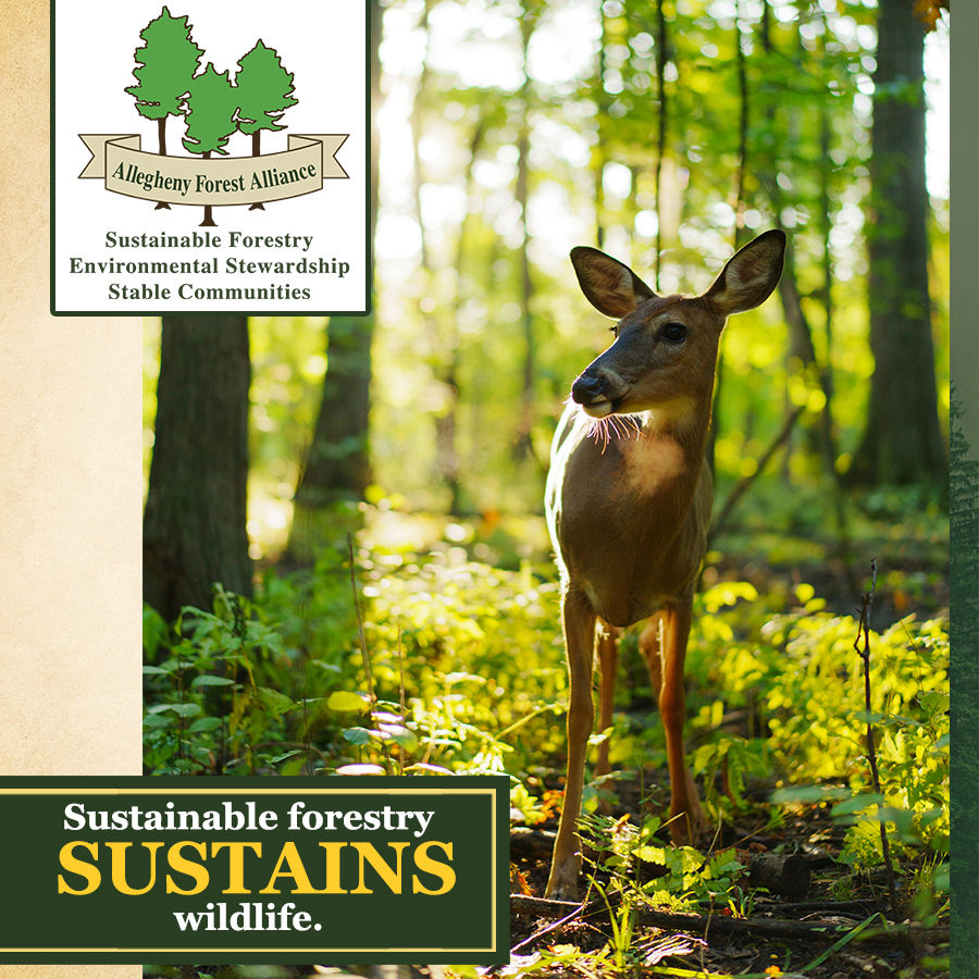 AFAAction tweet media