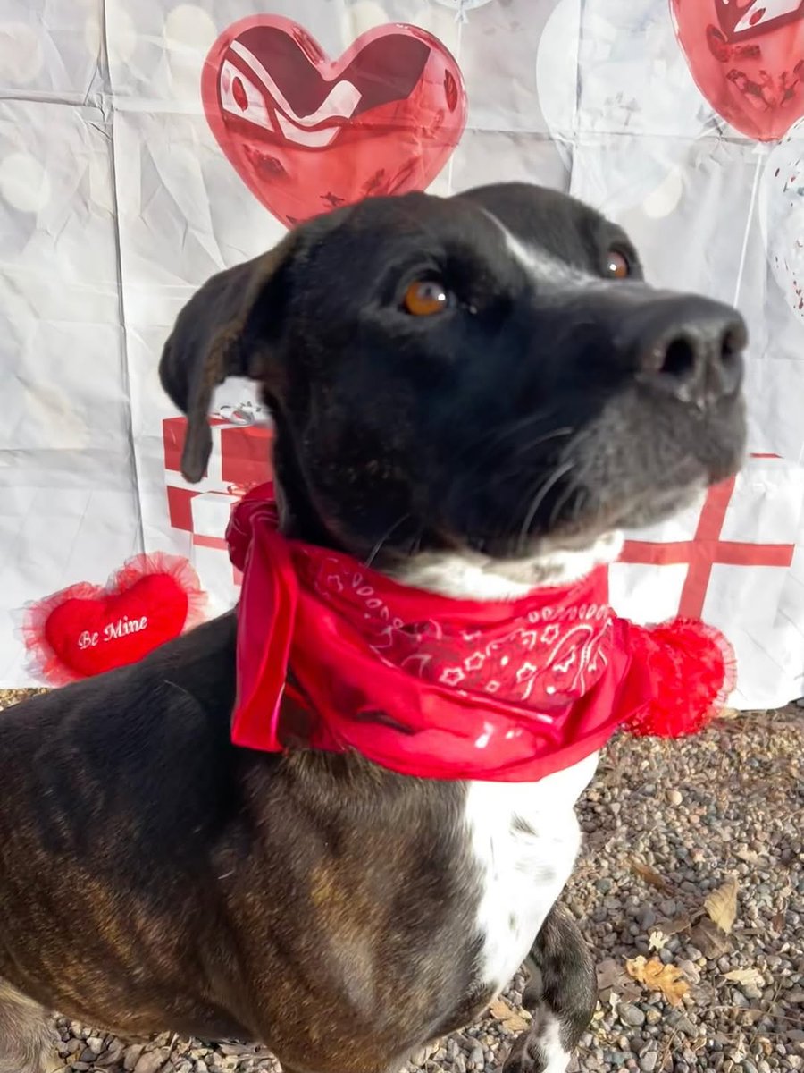 8415_n's tweet image. MEGAN #A5737714 was scheduled to lose her life yesterday. Nobody came to save her. 
She protected a volunteer who walked her against a public offender &amp;amp; bit him in defense.
They kill listed her for that. Volunteer is pleading for MEGAN's life. This #hero girl needs a #FOSTER NOW!