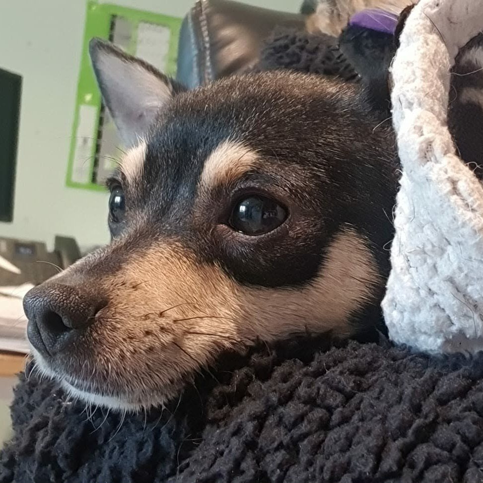 Pawprints Dog Rescue (UK) tweet media