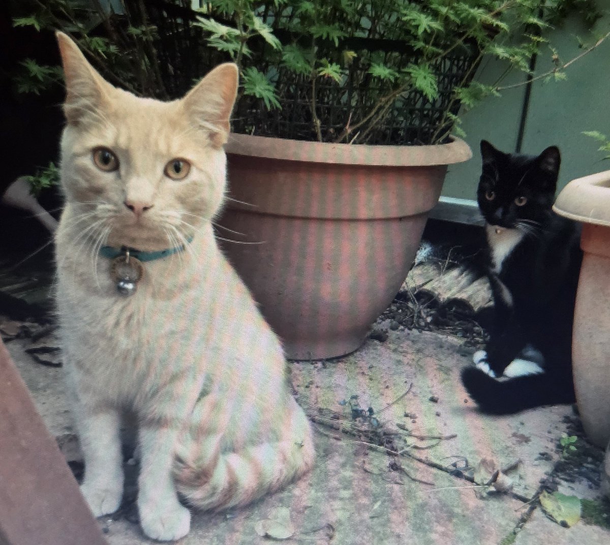 🐶 Maks, Callie and Bonnie 🐱🐱 tweet media