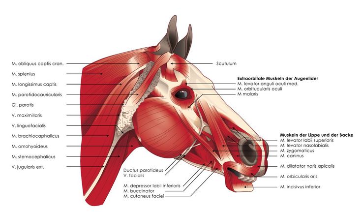 🖤 { Spookyonyx } 🖤 tweet media
