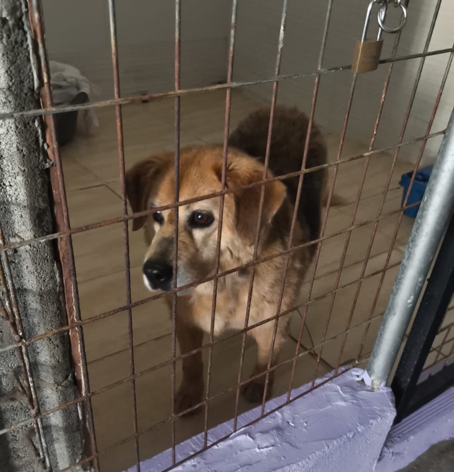 SOS Abuelos tweet media