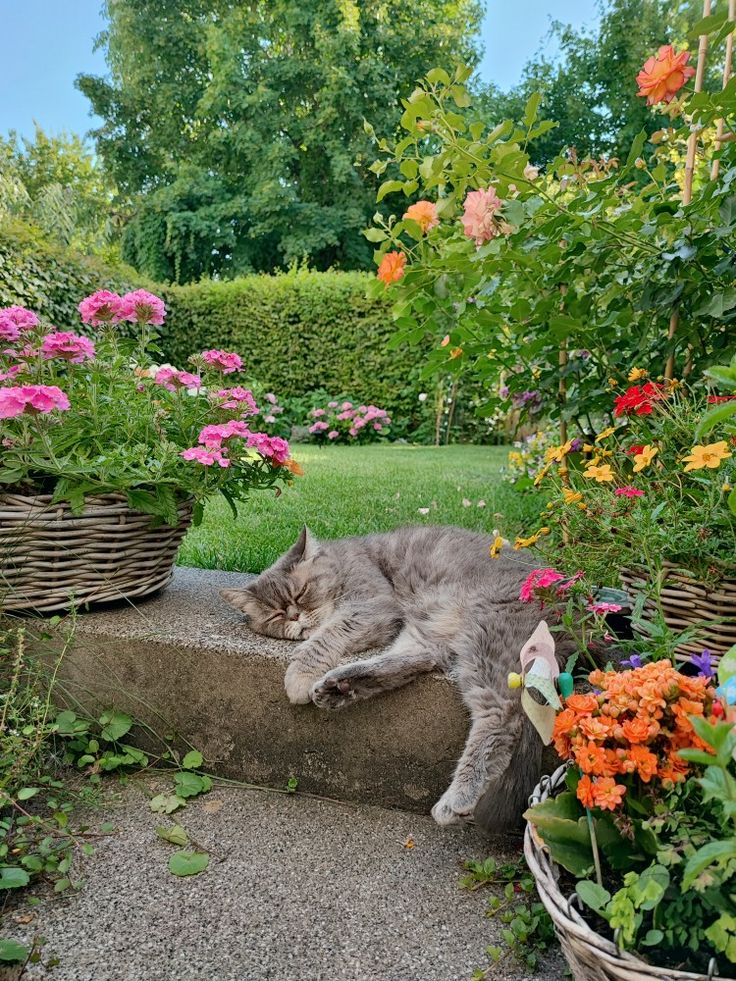 elyradream's tweet photo. cat and flowers 🌼 https://t.co/RZ3MLUVqAl