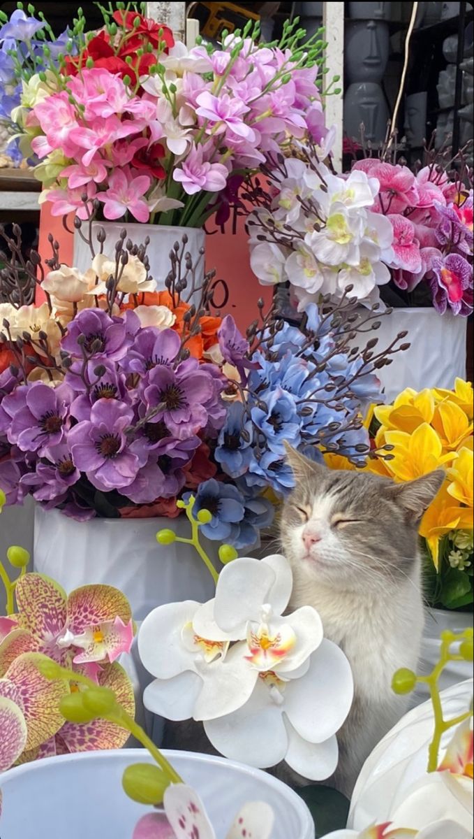 elyradream's tweet photo. cat and flowers 🌼 https://t.co/RZ3MLUVqAl