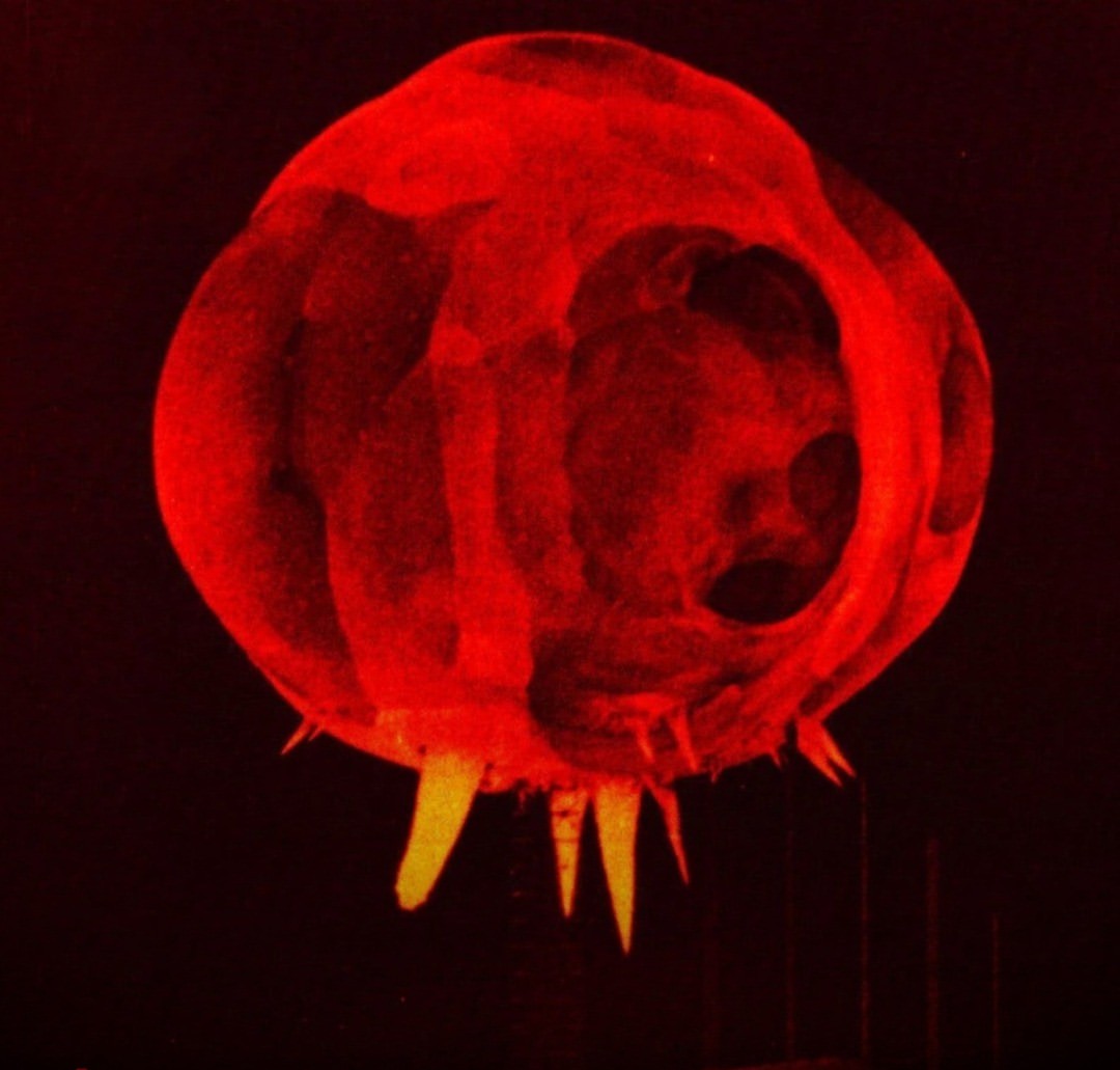 Curiosity tweet media