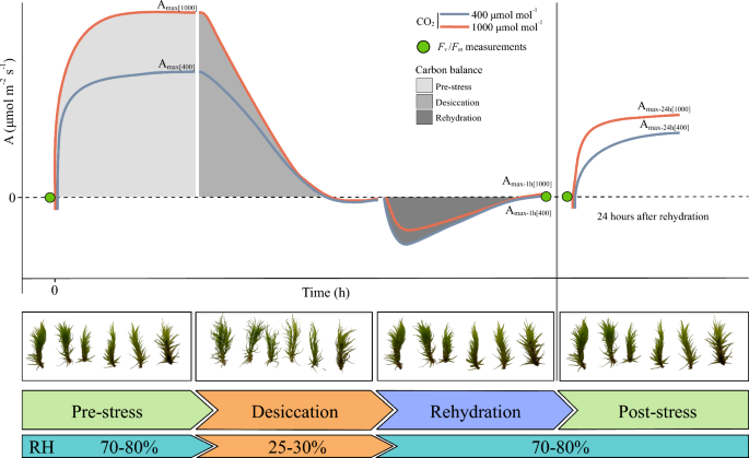 Planta_Journal's tweet photo. Initial improvement of photosynthetic activity and desiccation tolerance in bryophytes is quickly lost in long-term elevated CO2 in vitro conditions. 

Morales-Sánchez, J.Á., Souza, J.P.S., Niinemets, Ü. et al. Planta 263, 81 (2026).
➡️https://t.co/YHhxweHoBM https://t.co/7bCd4RLQDS
