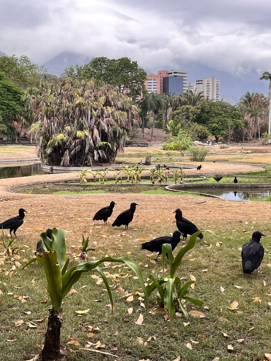 escovargabriela's tweet photo. Todos han  visto las fotos del estado del parque del este. Una señora q dice “quere al parque, escribe indirectas diciendo que hay que ver lo bello. Se refiere a los zamuros. Solo le interesa llamar la atención. 

Hay zamuros y lo que está a la vista no necesita anteojos. Pobre. https://t.co/8qyU6jhZxN