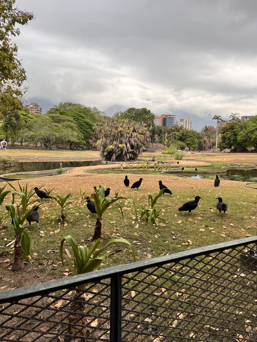 escovargabriela's tweet photo. Todos han  visto las fotos del estado del parque del este. Una señora q dice “quere al parque, escribe indirectas diciendo que hay que ver lo bello. Se refiere a los zamuros. Solo le interesa llamar la atención. 

Hay zamuros y lo que está a la vista no necesita anteojos. Pobre. https://t.co/8qyU6jhZxN