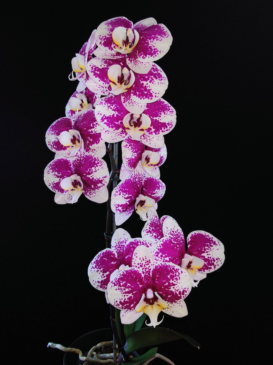 'Boothby' 🖖 tweet media