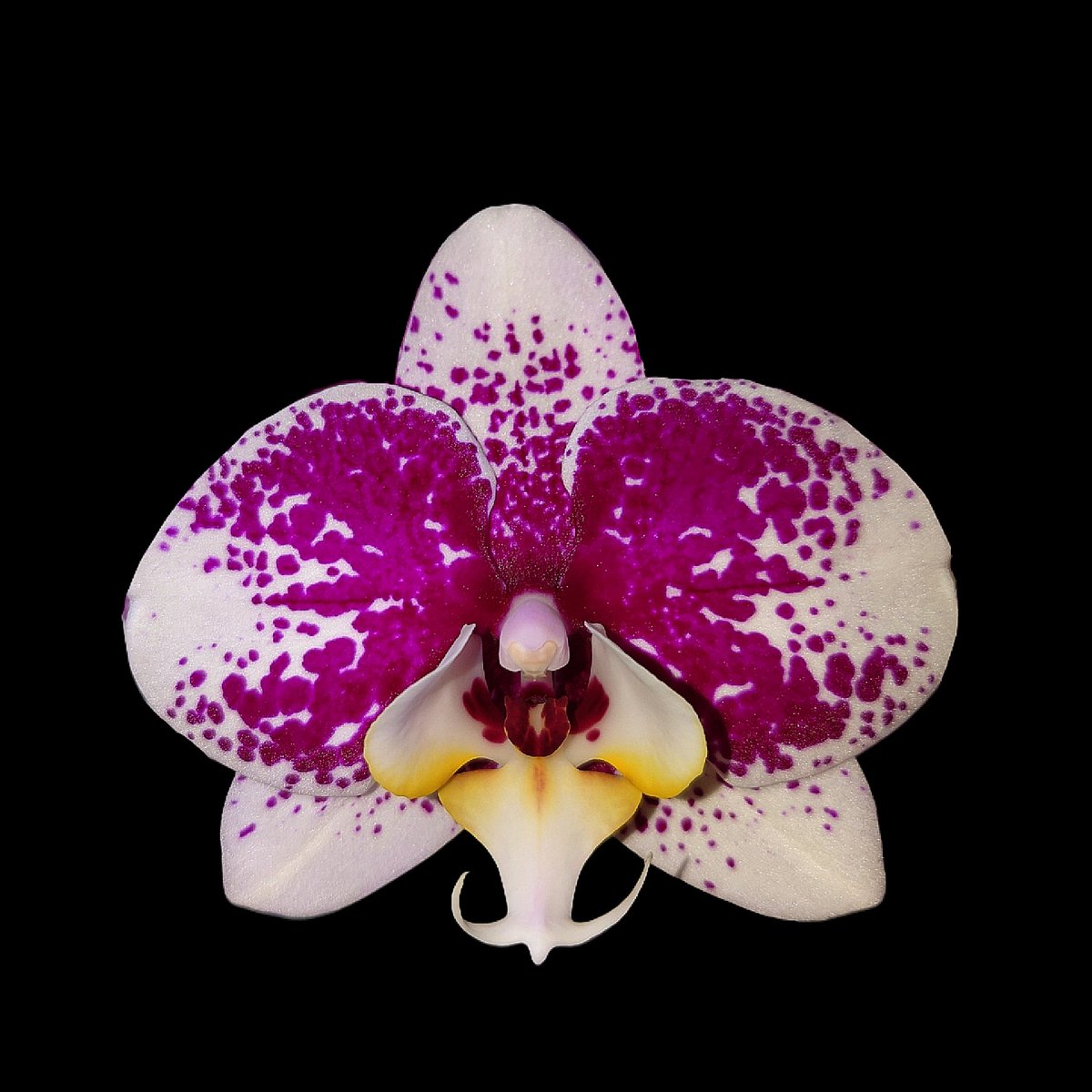 'Boothby' 🖖 tweet media