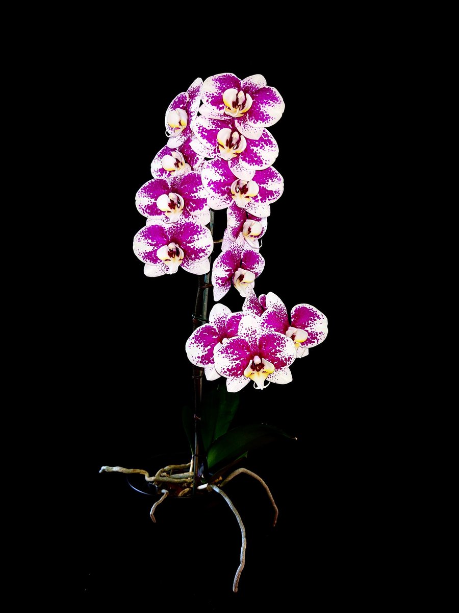 'Boothby' 🖖 tweet media