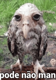 Haragano tweet media