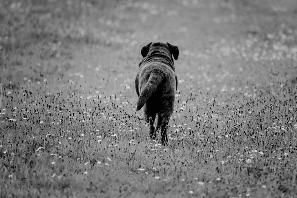 🥨 HerrEngelbert 🥨 tweet media