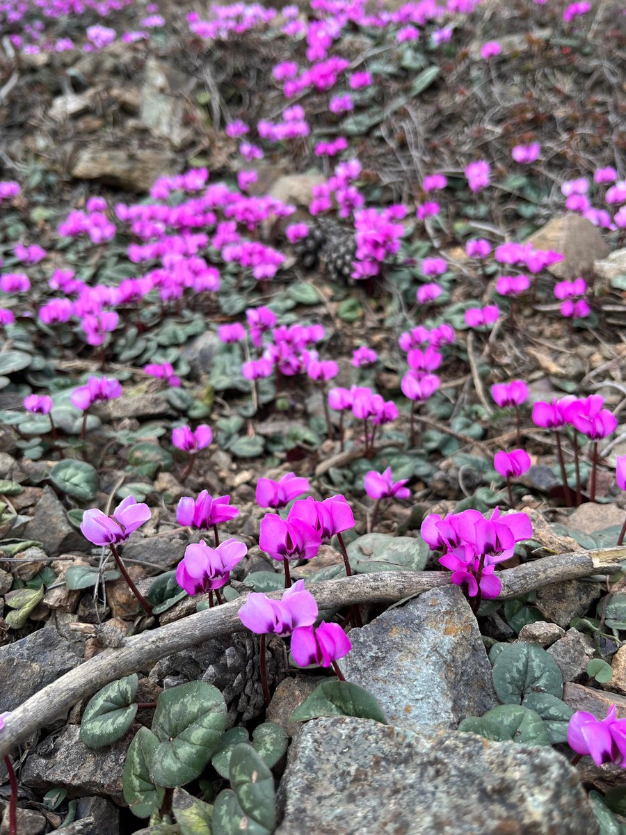 CAVDAROGLU61's tweet photo. Ekseri nakşında kaldı, görmedi Nakkaşını.

#ZiganaDağı #Cyclamen #Trabzon #Gümüşhane #cyclamencoum https://t.co/0mnzC0GGU3