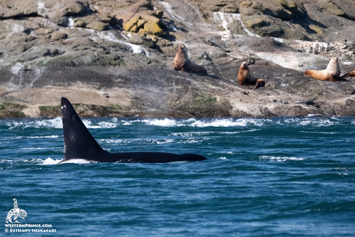Pacific Whale Watch Association 🐳 tweet media