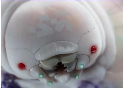 The Compiler tweet media