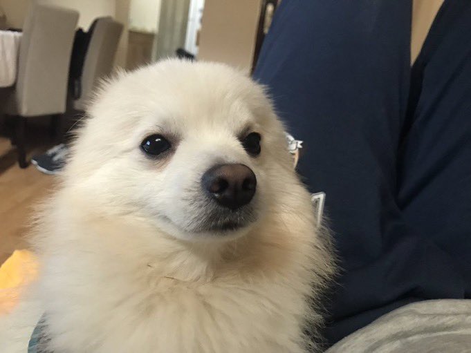 Dobar Loš Vučić tweet media