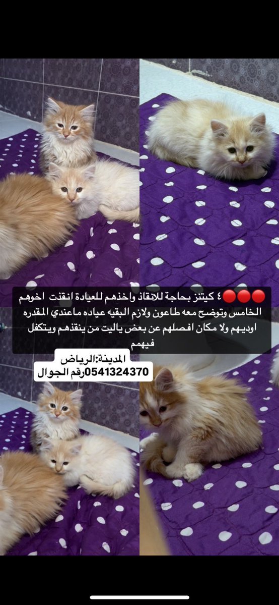 Engmanalrescuer tweet media