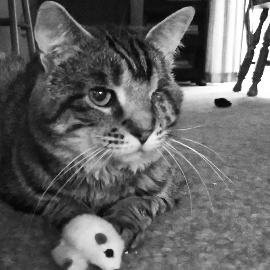 BookstoreThor tweet media