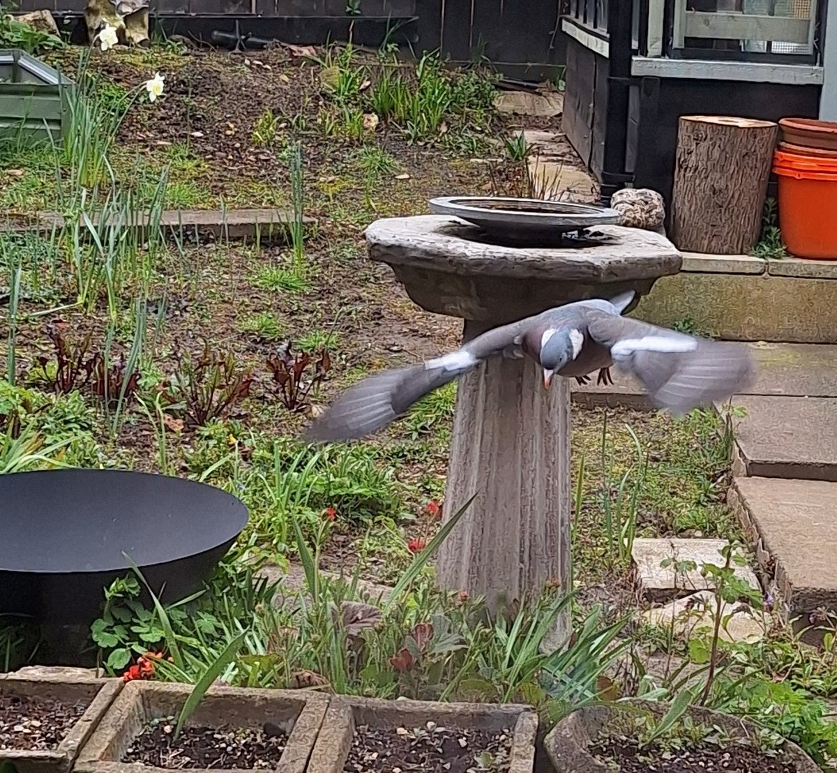 helendrinkstea's tweet image. Evening all. CI Woodpigeon flew in to say hi at the weekend (or perhaps he was just looking for food) 🤔 #SmallBeautiesHour #BecauseofClem #ThreadofGold #RubbishBirdPics