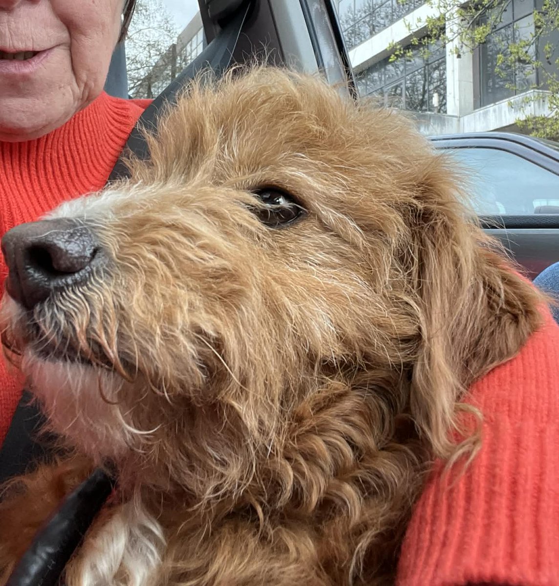 Missing Pets GB tweet media