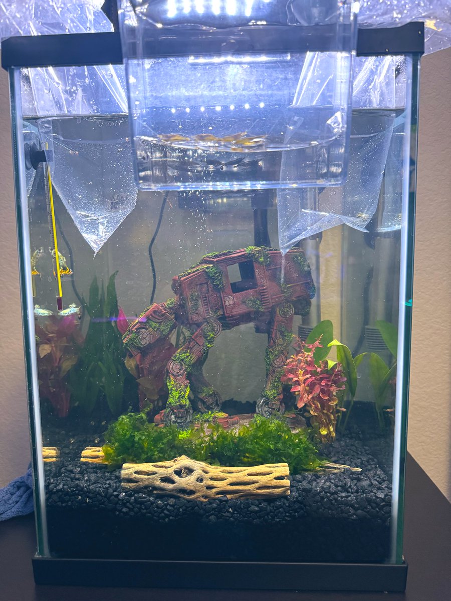 𝟏𝖔𝖋𝟏 BadWolfRose tweet media