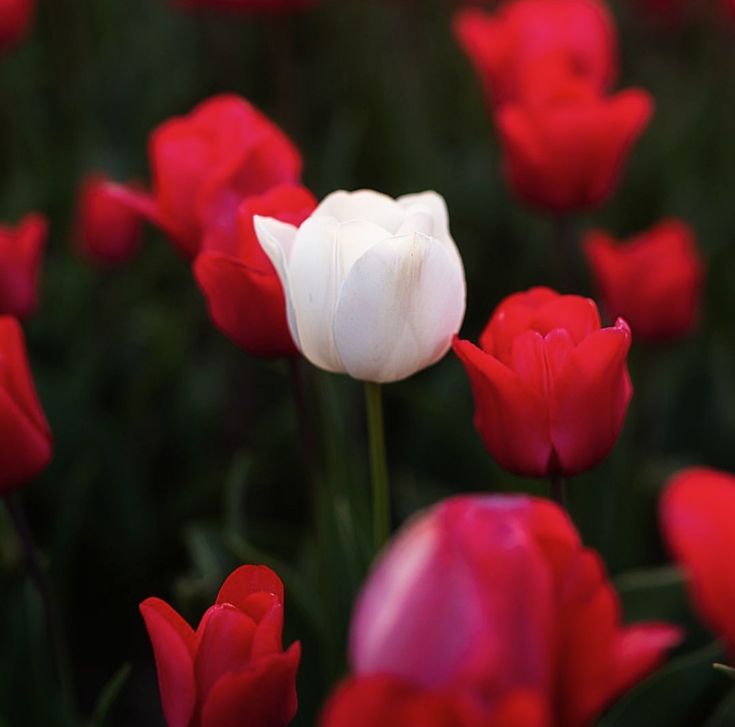 La Pestifera tweet media