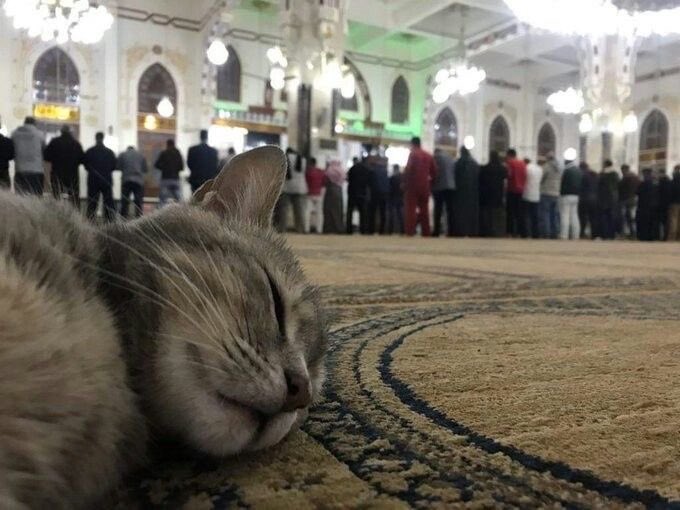 Griffin. tweet media