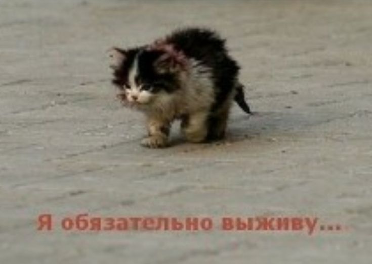 täh-täh tweet media