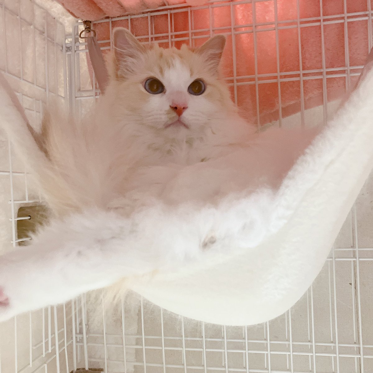 💐✨💕ゆみ💕✨💐 tweet media