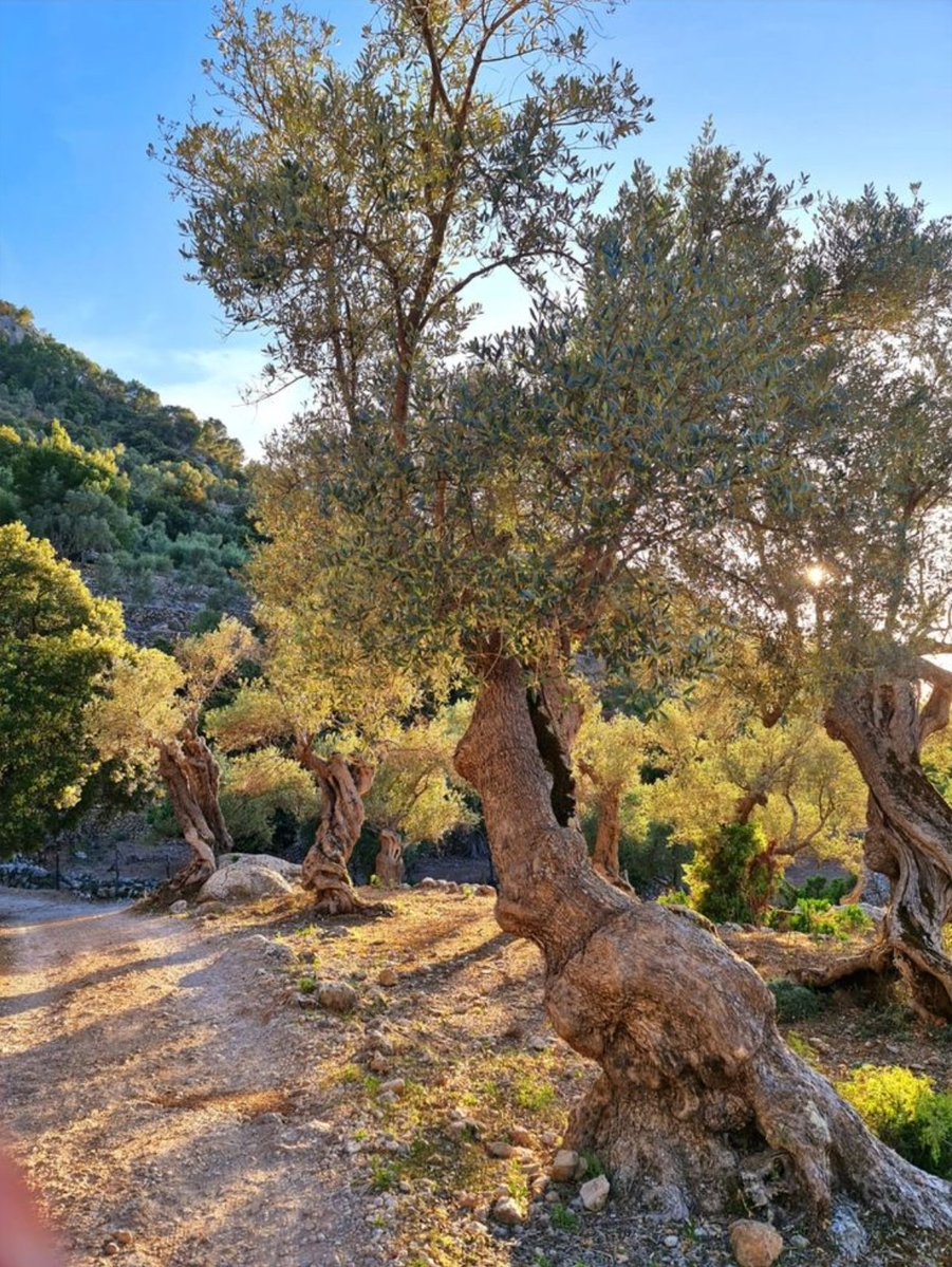 @SimonaMascaro64 tweet media