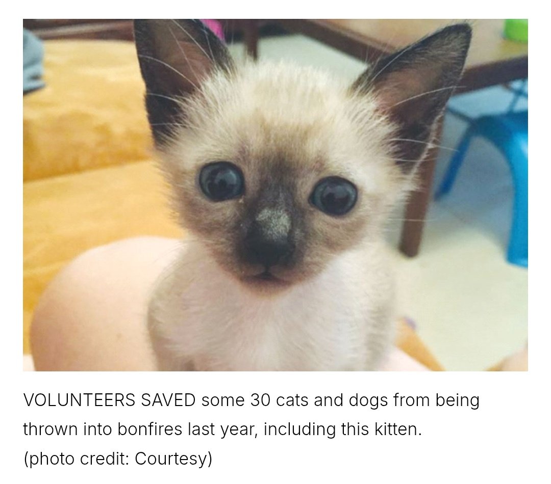 I thought that she had to be exaggerating, but she isn't. 

They literally throw live kittens into bonfires. 

From the Israeli government website: