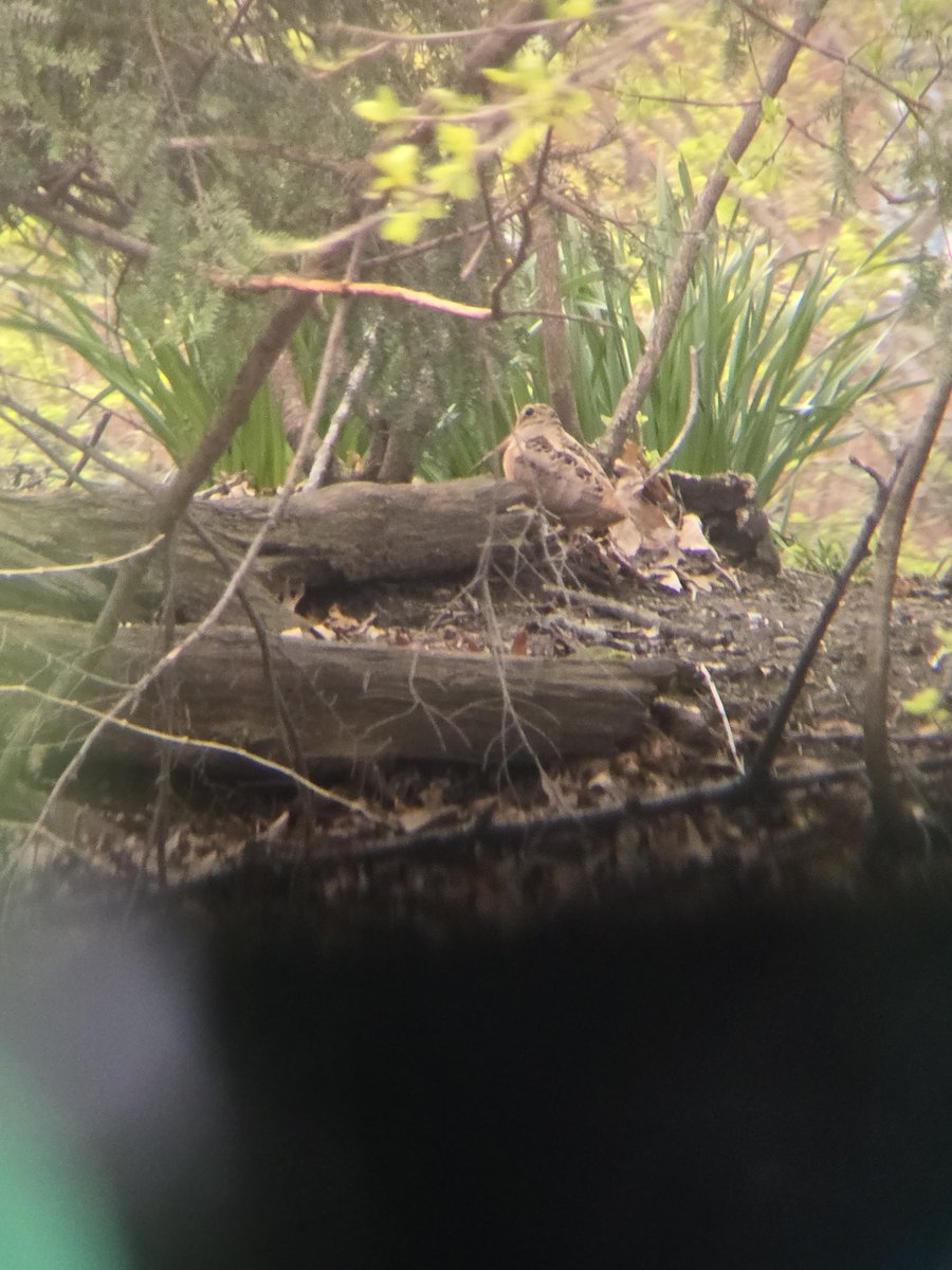 Freya | Snake Identification Enthusiast tweet media