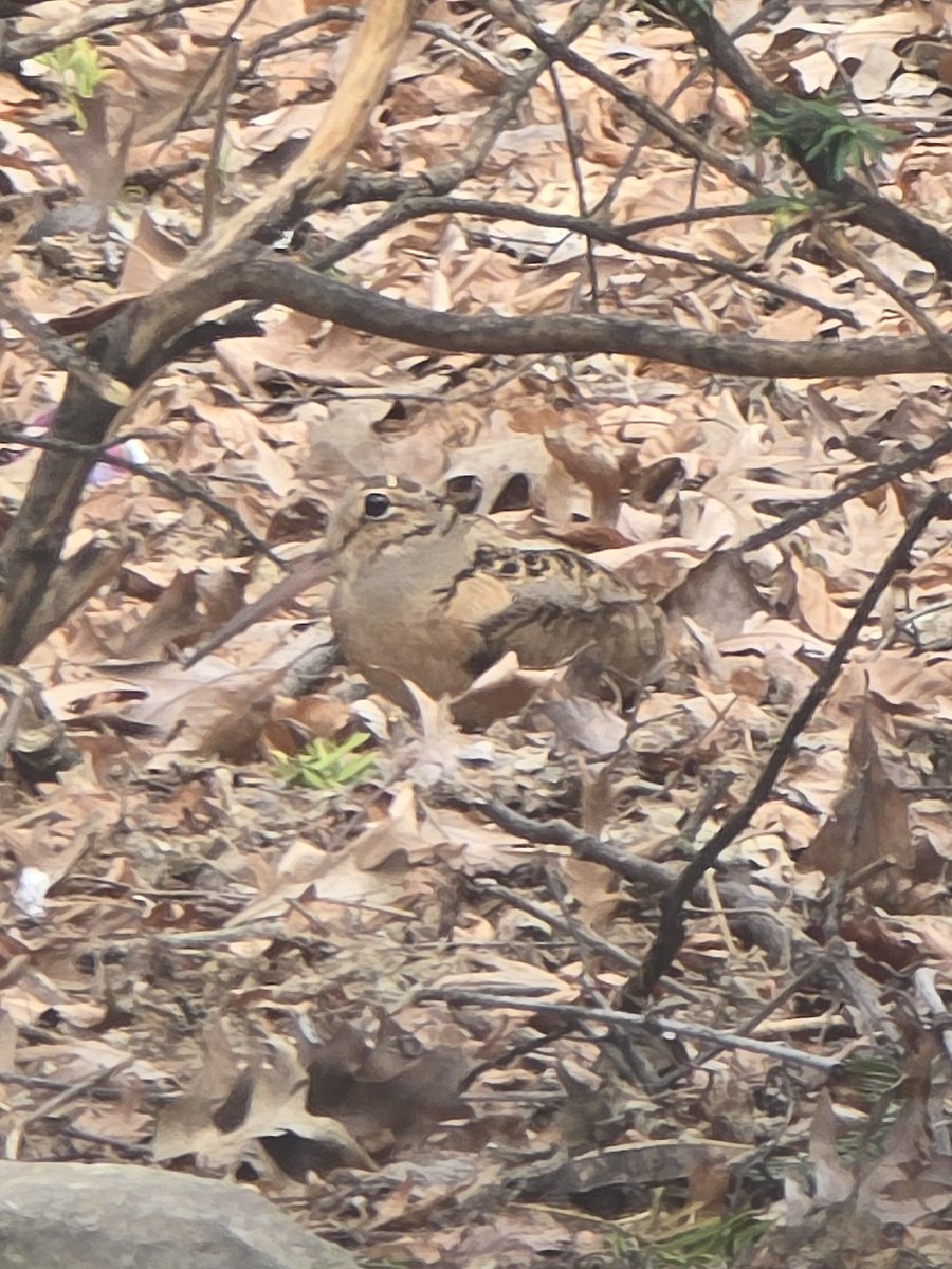 Freya | Snake Identification Enthusiast tweet media