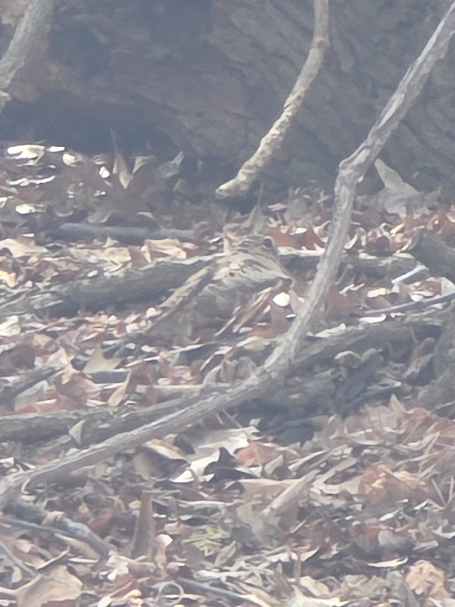 Freya | Snake Identification Enthusiast tweet media