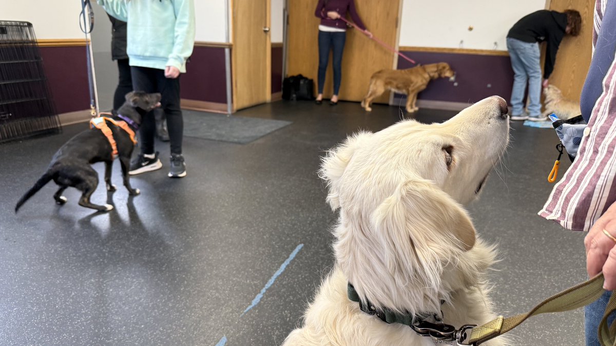 MikeFrezon's tweet image. “I’M GOING TO SCHOOL!!  Mom &amp;amp; Dad say ‘I need to learn a few things!’  🤣They spent extra time having the humans come over to me and I didn’t shy away too badly!  The teacher said I did very good—considering where I came from.”
-Augie  

#BrooksHaven #GoldenRetriever #grc