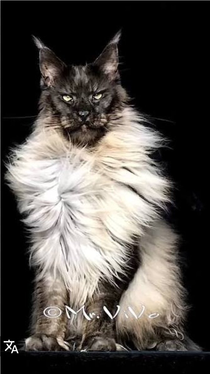 Béa🕊🇨🇵💯 tweet media