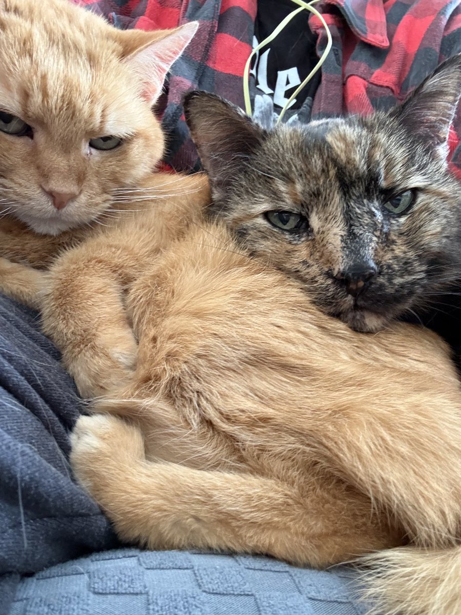 The Amazing AcroCats tweet media