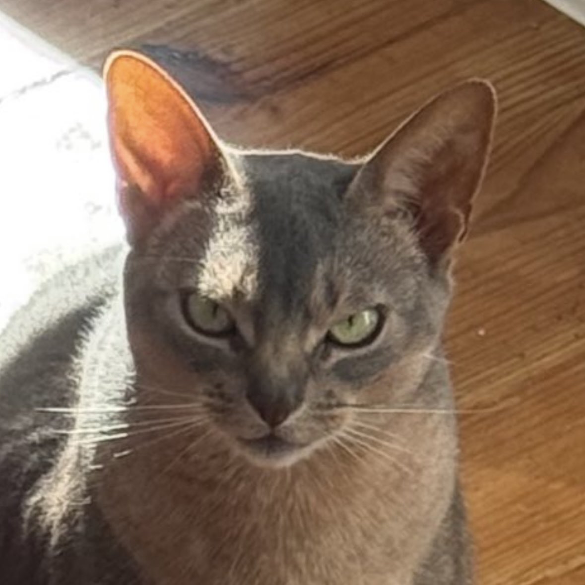 Сярожа ϟ Сiлiвончык tweet media