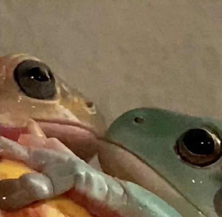 The Frog Pond tweet media