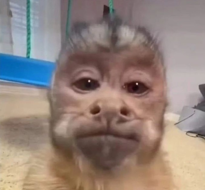 Manoel viadinho tweet media