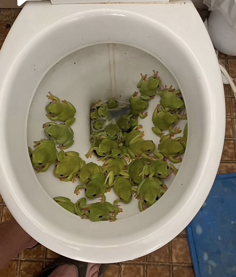 The Frog Pond tweet media