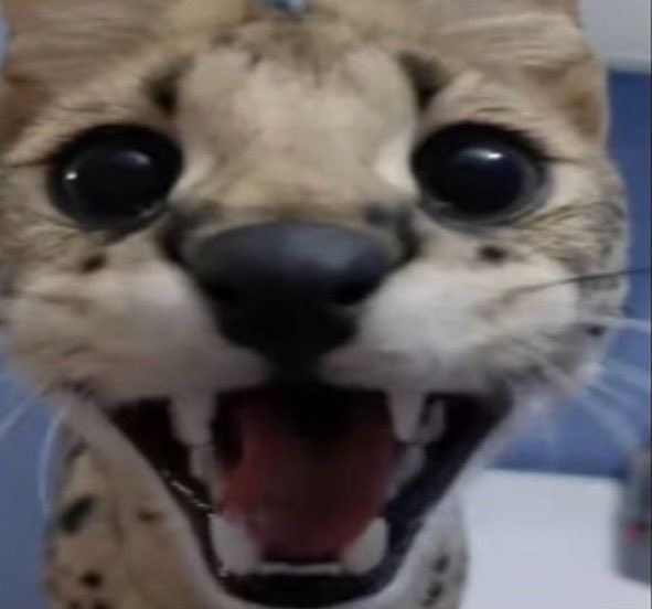 ₊❏❜ ⋮ 𝑺𝑬𝑹𝑽𝑨𝑳 tweet media