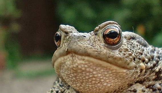 The Frog Pond tweet media