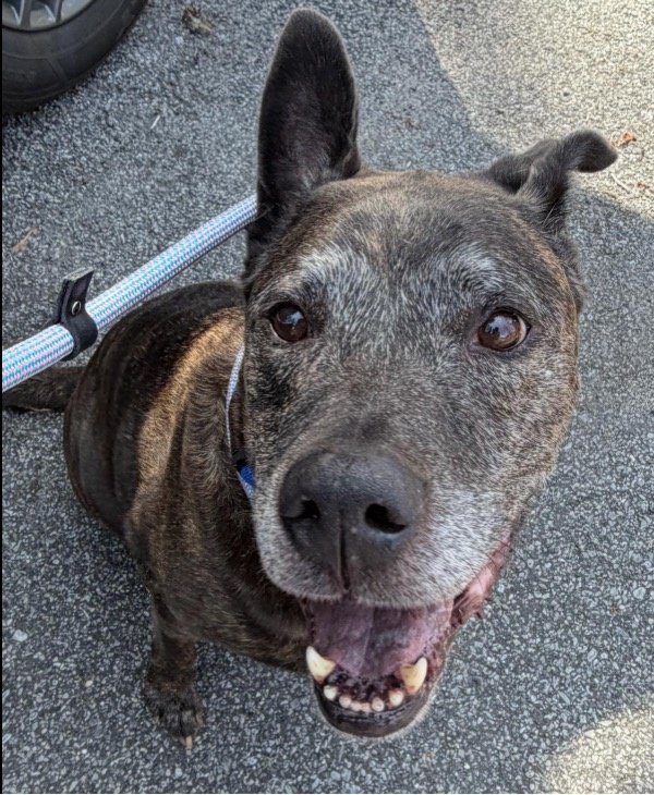 TAPNYACC's tweet image. Murphy🥳🎉
Rescued by Remember Me Rescue NY
Thank u &amp;amp; yr #Foster
#248733

Wickett's getting so much ❤️
We couldn't do it without each of u💖 
#Pledging #Sharing &amp;amp; #Caring

▪️Donations Esp Welcome As Remember Me pulled w 0 pledges
remembermerescueny.net/donate