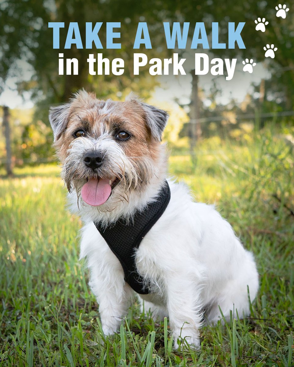 FourPawsBrand's tweet photo. 🌸 🐾 #TakeAWalkInTheParkDay is right around the corner! Refresh your routine for the occasion with some new dog-walking essentials on @Amazon: https://t.co/zevRPR6JHc
​
#FourPawsProducts #petparent #dogparent #doglife #ilovemydog https://t.co/2bWvMG1mbB