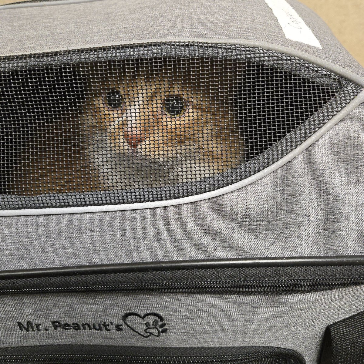 Copper (like the metal) tweet media