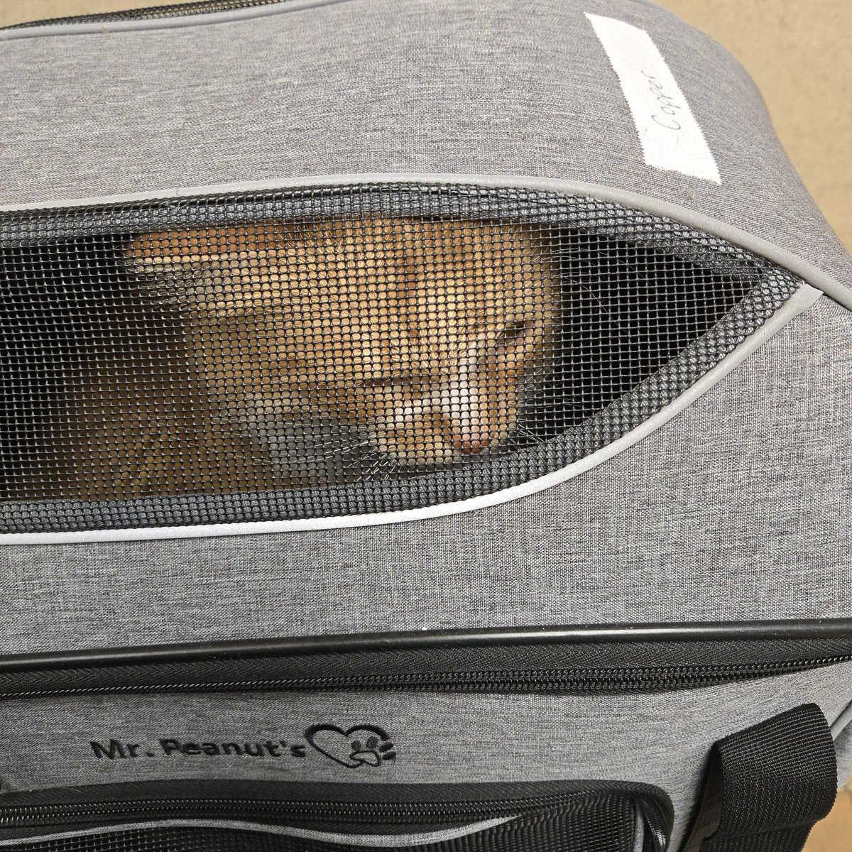 Copper (like the metal) tweet media