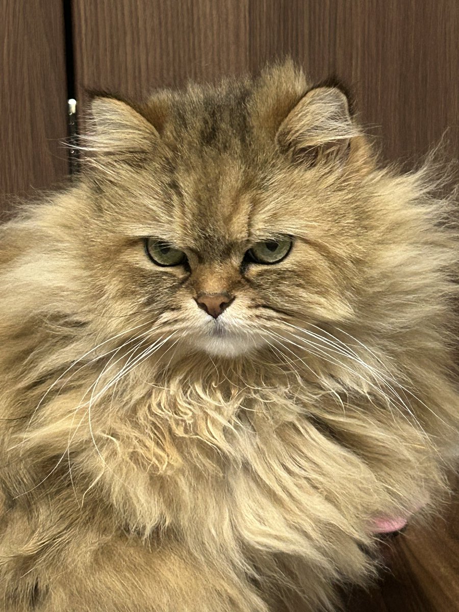 ちかげ-千景- tweet media