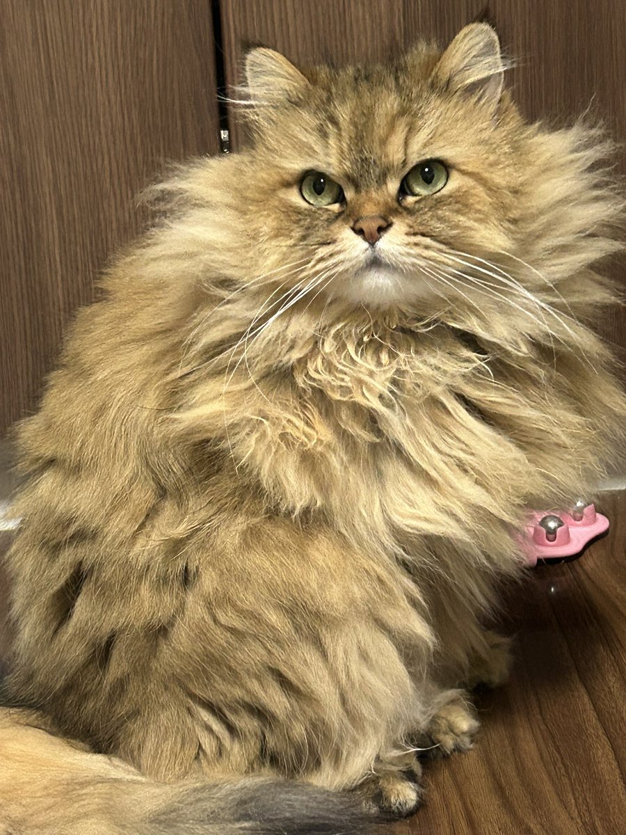 ちかげ-千景- tweet media